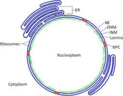 Nucleoplasm (turquoise substance shown on picture)