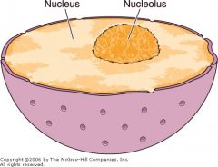 Nucleolus (orange sphere)
