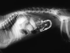 What type of radiography is this x-ray an example of?