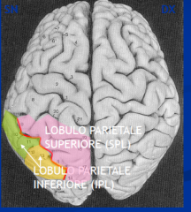 Il solco intraparietale (IPS) si trova sulla superficie laterale del lobo parietale, ed è formato da una parte obliqua ed una orizzontale.