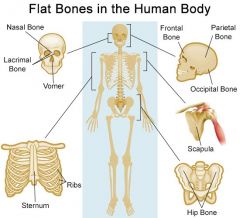 usually found in formation of flat bones or parts of bone that are flat
 
(fibrous)