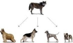 Change in genetic makeup of a population from one generation to the next

Ex: Cross Breeding Dogs