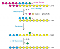 transferase and hydrolase in one polypeptide