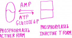 Allosteric control of muscle glycogen phosphorylase