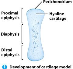 *Ossification Starts with a hyaline cartilage model
 
- Perichondrium: fibrous outercoat
 
- little arm on distal end
 
- cartilage template in middle