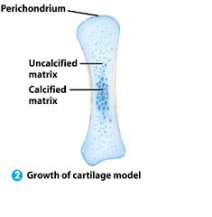 * coat is now called Periostem instead of Perichondrium , b/c of the blood penetrating
 
 
- In the diaphysis, the perichondrium is infiltrated with blood vessels, becoming a vascularized periosteom