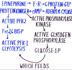 Glycogen synthase is turned off by the hormone cascade (phorphoylated), also phosphorylated by other kinases