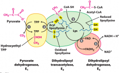 Pyruvate+ NAD+ CoA 
--> CO2 + acetyl-CoA _ NADH + H+
Cofactors: TPP, lipoate, NAD+, FAD, CoA