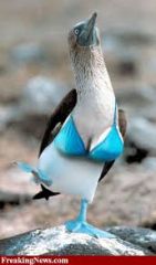 factors that impede mating between species or hinder  ova fertilization if members of different species attempt to mate  

Ex: Blue footed Booties and red footed booties Dance ( mating ritual.