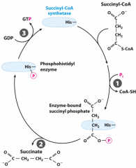 5 
•converts succinyl-CoA to Succinate with GDP+ Pi to GTP and CoA-SH as a biproduct
•GTP+ ADP -->
GDP + ATP