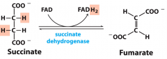 6
• Succinate --> 
Fumerate
•FAD oxidized to FADH2