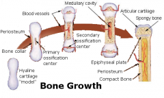 Secondary ossification centers  appear in the cartilaginous epiphyses shortly after birth
 
- spongy bone is formed
 
- compact bone is formed
 
- articular cartilage also