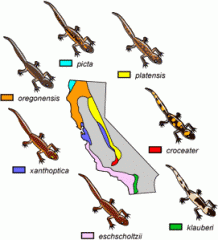 Characterizes a species based on body shape and other structural features  

Ex: Salamanders