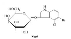 What is X-gal used as?