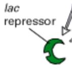 Encodes lac repressor protein


( this is upstream of the lac operon)