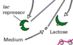 The lac repressor protein