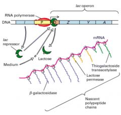 The conformation of the lac repressor protein is changed to sit cannot bind the operator


RNA polymerase can transcribe the lac operon genes


(N.B one mRNA encodes all the proteins)