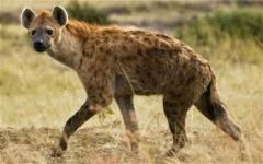 characterizes a species based on its ecological niche; the sum of how members of one species interact with the ecosystem

Ex: Hyenas