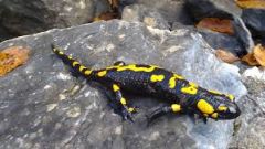characterizes a species as the smallest group of individuals that share a common ancestor
a.	Ex. salamanders