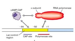Catabolite activator protein ( CAP ) and stimulates it to bind to the lac promoter



