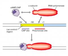 RNA polymerase- increases its affinity for the promoter



