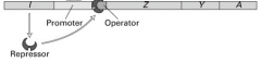 Promoteur: Site de fixation de l'ARN polymérase et site d'initiation de la transcription.
Opérateur: Site de fixation du répresseur.
Gènes de structure:
1. Z: Coupe le lactose en deux
2. Y: Permet au lactose d'entrer dans la cellule (perméa...