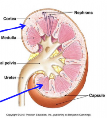 Cortical nephrons (80% of the nephrons are almost completely contained within cortex) and Juxtamedullary nephrons (20% of nephrons dip down into the medulla)