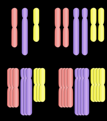 chromosomal alteration in which an organism possesses more than two complete sets of chromosomes