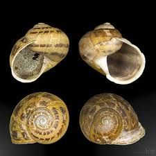formation of new species due to genetic change in the species from the original population; no geographic barrier
a.	Ex. snails