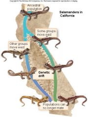gene flow becomes interrupted when a population is divided into geographically isolated subpopulations
B.	Geographical barriers include water, canyons, mountains, etc.