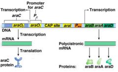 In the arabinose (ara) operon, a single regulatory protein, araC, carries out both ________ and __________ transcriptional regulation