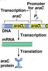araC is equivalent of the ___ _________ protein but works in a slightly different way