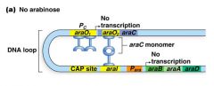 araC protein monomers bind to araI and araO2


the monomers then link to one another, inducing formation of the DNA loop


(N.B araC protein can bind to several places in the operon system. When there is no arabinose present, arak protein can also...