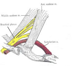 The Brachial Plexus:


- C5


- C6


- C7


- C8


- T1


Subclavian Artery 