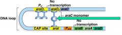 Binds to the araC protein


Breaks the connection between araC proteins at aryl and araO2


This opens up the DNA loop



