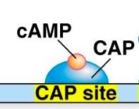 Binds to the CAP binding site 


(This helps RNA polymerase to bind efficiently to the promoter and initiate transcription)