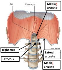 Median (aorta)
Medial (psoas major)
Lateral (quadratus lumborum)