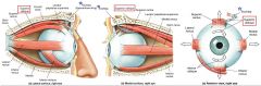 A. Turn eye downward and laterally 
(innervates 'superior oblique')

Origin :As above 
Insertion : Superior, lateral surface of eyeball 
Action : Eye rolls, looks down and to the side 

Q. Dysfuction ?