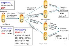 1) Exogenote = inkommandeDNA
2) Endogenote = ursprunligtDNAicellen
3) Merozygot = ENCELL!EnvariantpåzygotdärbaraenlitendelavDNAharolikaursprung