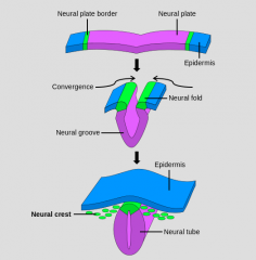 -Inicia diferenciación en la 3ª semana de gestación
-A partir del embrión trilaminar

-ECTODERMO
 se diferencia el neuroectodermo en el centro, y las crestas en los lados (verde)

-NOTOCORDA
estructura precursora del SN.
transforma el ectoderm...