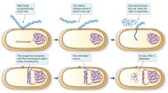 G+ bakterier:
• Icke-specifikt system - kan ta upp allt DNA 
• DNA binder till DNA-bindande proteiner på cellytan
•  dsDNA bryts ner till ssDNA som inkorporeras med hjälp av homolog rekombinering 


G- bakterier: 
• Fungerar ungefär som...
