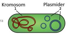 Plasmider är ringformade DNA-molekyler med omkring 5000 baspar som ofta förekommer i bakterier (prokaryoter). 
Plasmiden bär ofta en förhållandevis liten mängd information (gener) och kan därmed lätt överföras mellan bakterier. 
Plasmide...