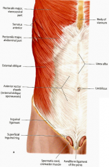 At the midclavicular line