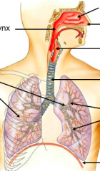 components of respiratory system


top to bottom