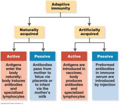 Review Adaptive Immunity chart.