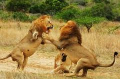 individuals of one sex (usually males) compete directly for mates of the opposite sex
 (Ex. Lions)