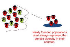 When a small group becomes isolated from a larger population and the new population is no longer genetically representative of the original population (less diverse)