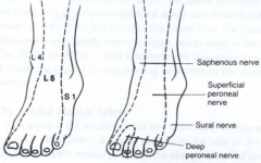 superficial peroneal nerve, sensory distribution to the dorsal foot. This risk is seen especially with percutaneous approaches, such as those used with the LISS plate.