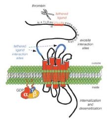 PAR-1 is cleaved by thrombin on a strand that hangs outside of the membrane. Thrombin cleaves PAR1 b/e arginine 41 and serine 42 to expose a new N-terminus that serves as a tethered ligand.