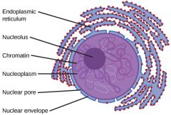 Chromosome/ Chromatin


It is located inside the nucleus.


 